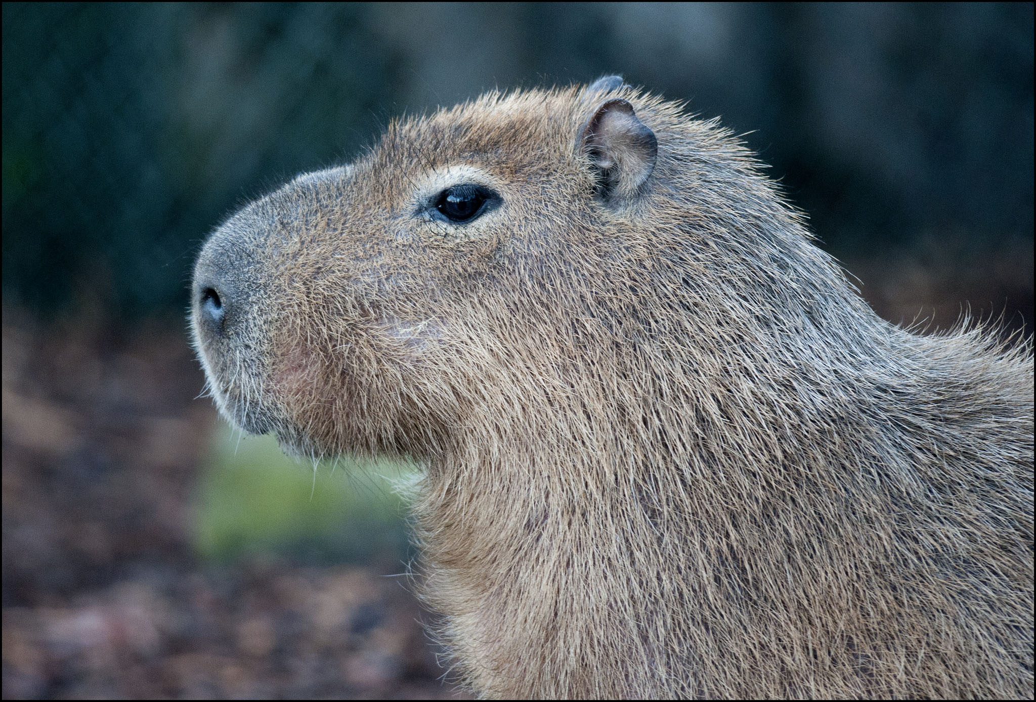 A picture of a Capybara